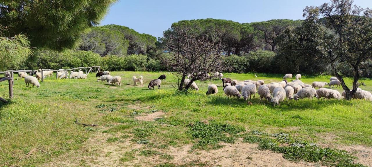 Dolce Casa Baia Sant'Anna - Budoni Buitenkant foto